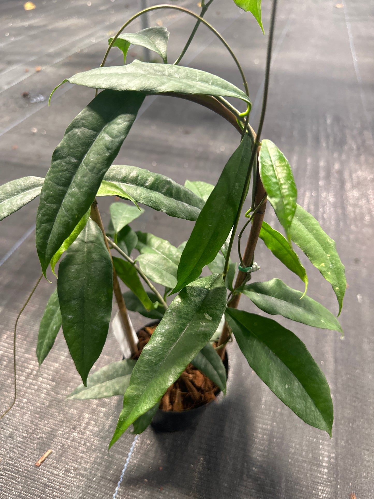 Hoya Wallichii