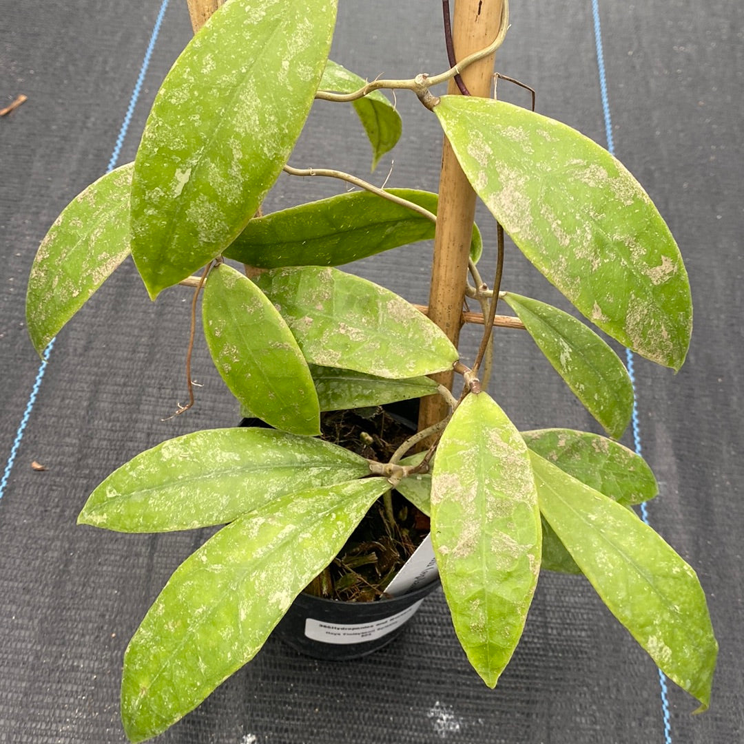 Hoya Finlaysonii Splash