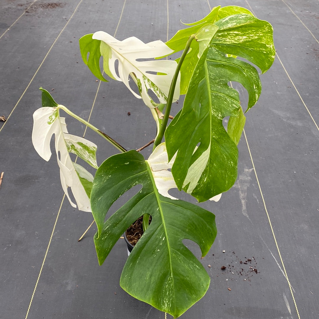 Monstera Albo