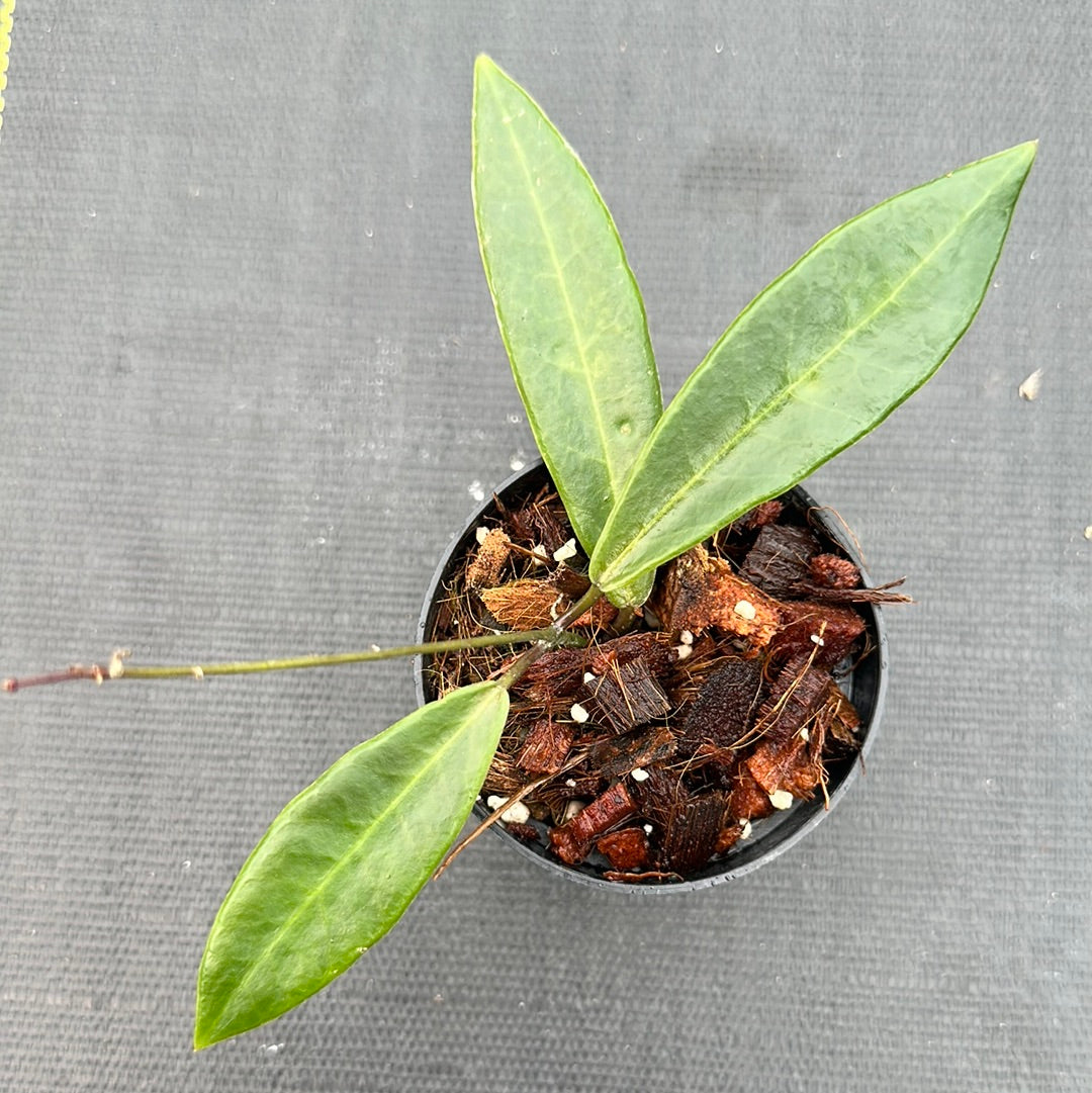 Hoya Pulchra