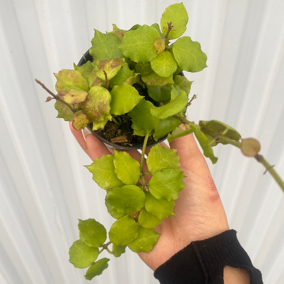 Hoya Endauensis