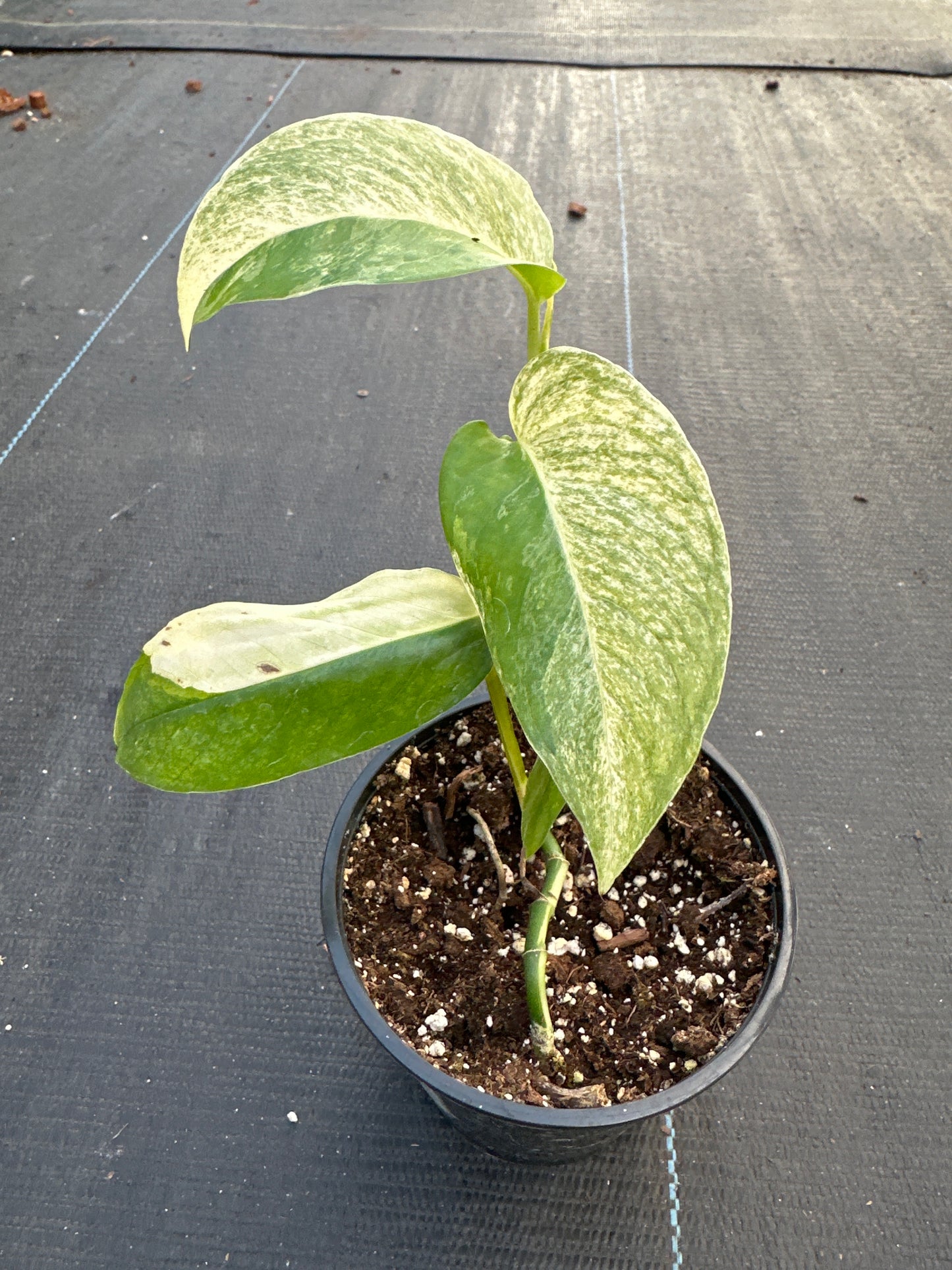 Monstera Laniata