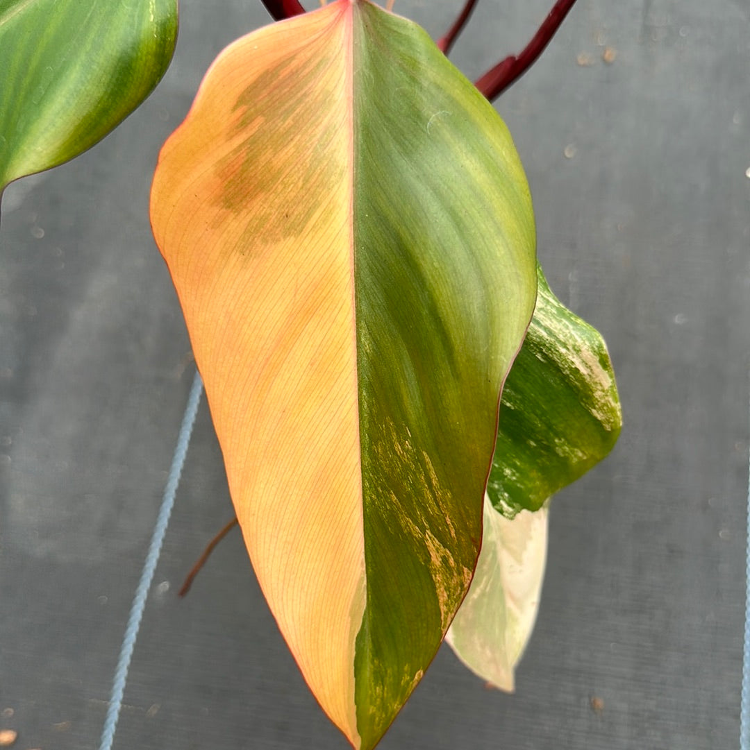 Philodendron Strawberry Shake
