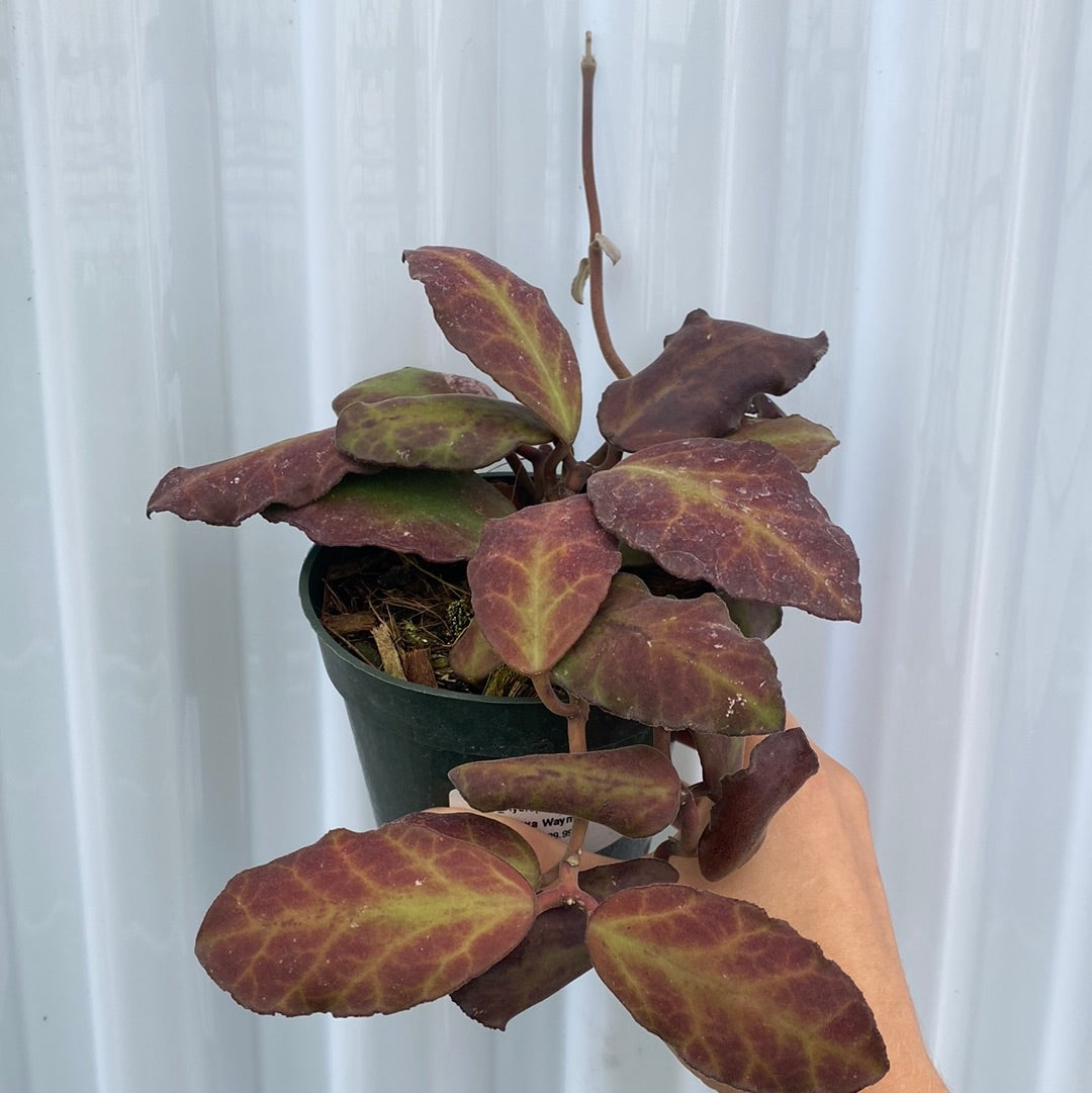 Hoya Waymaniae