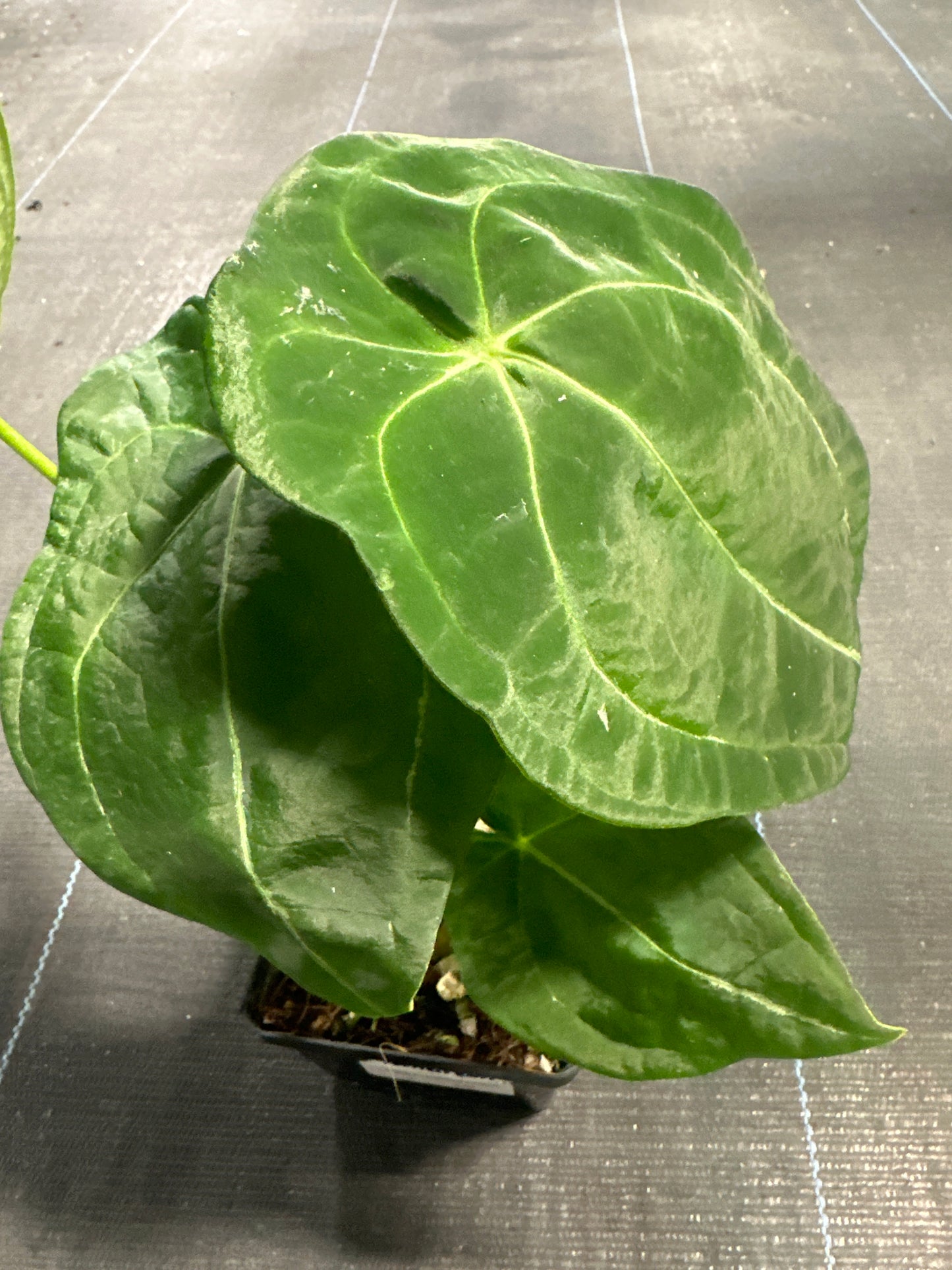 Anthurium Vittarifouluim X Forgettii