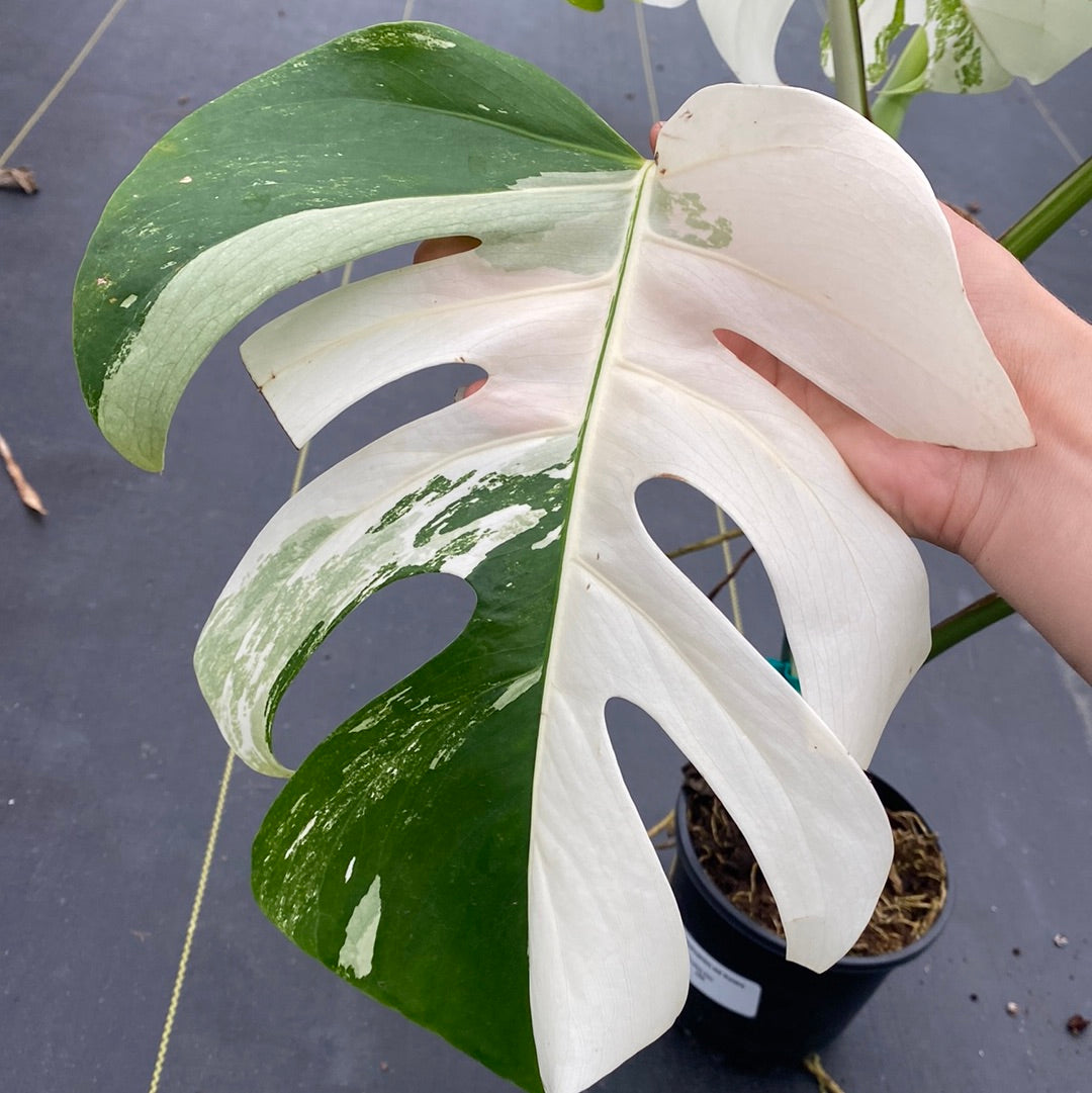 Monstera Albo