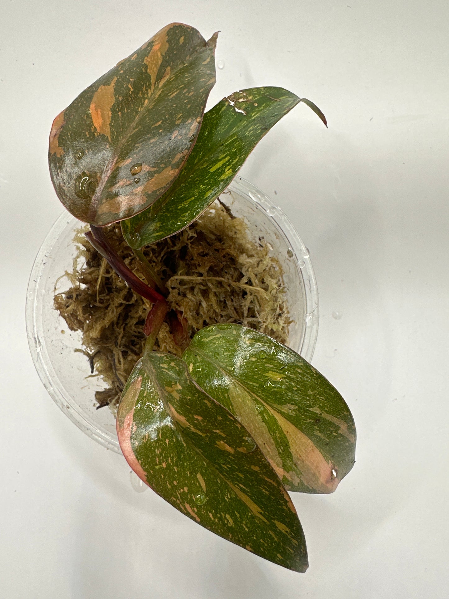 Philodendron Orange Princess