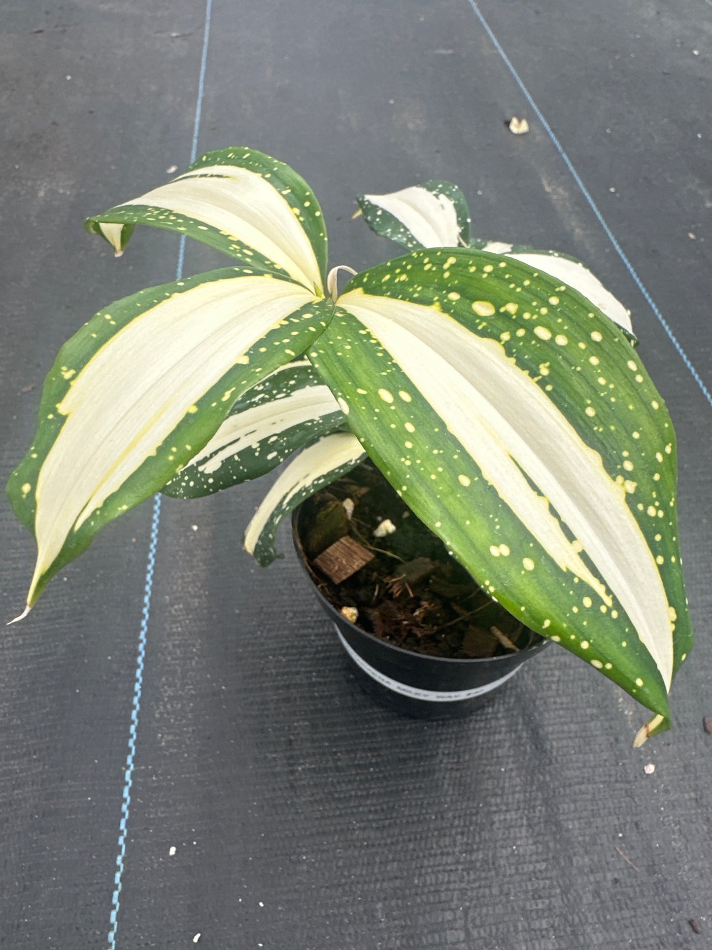 Dracaena Milky Way