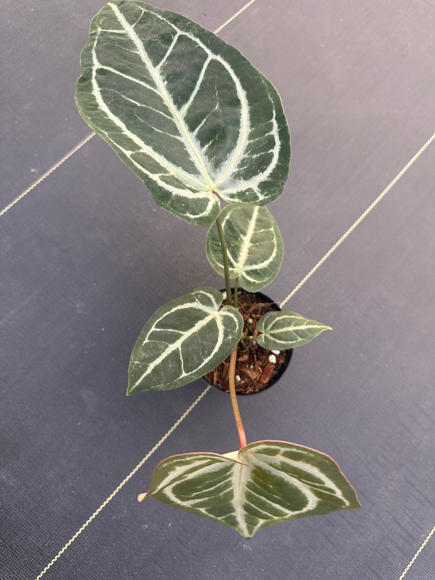 Anthurium Crystallinum