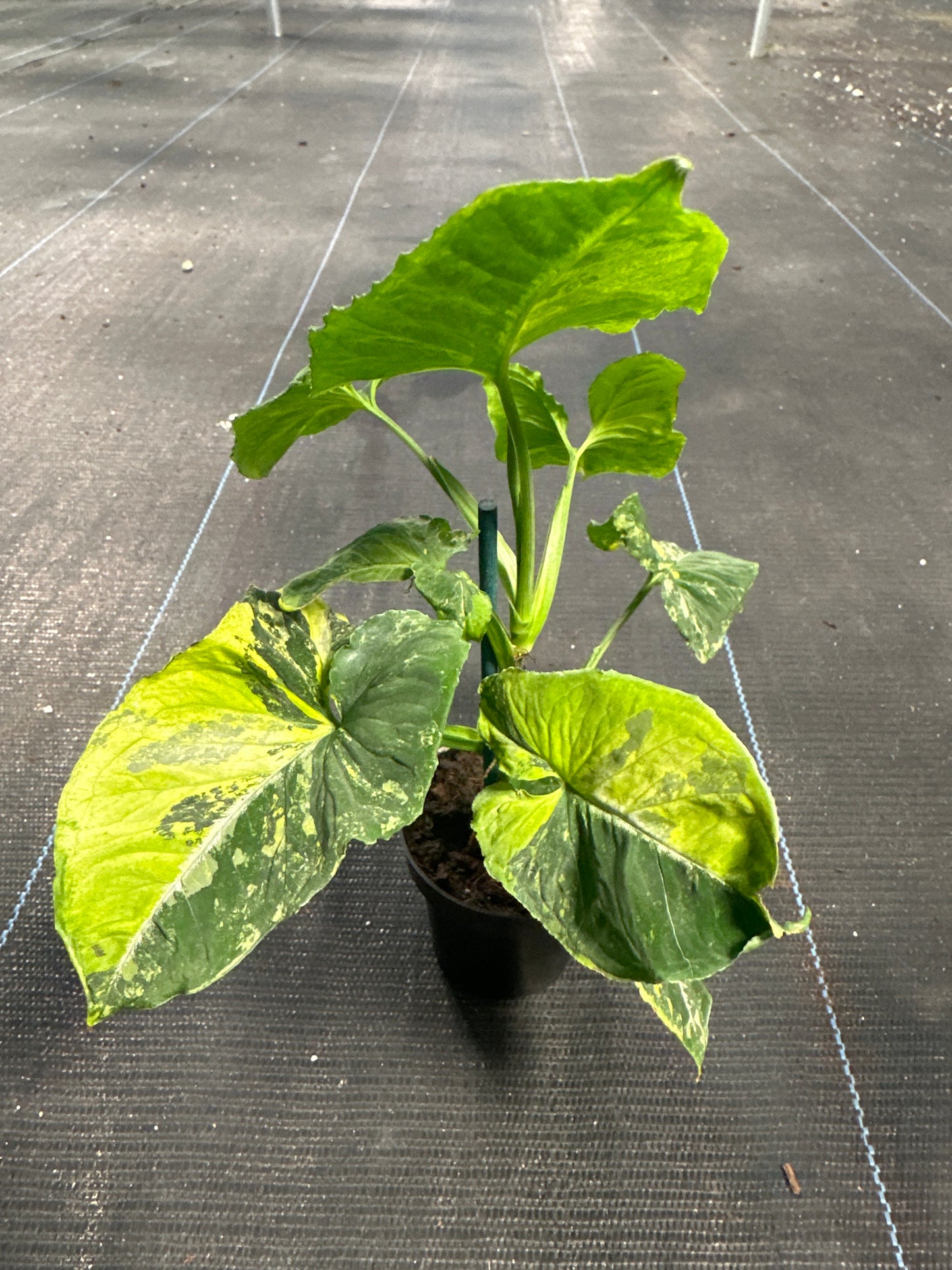 Syngonium scrambeld Egg