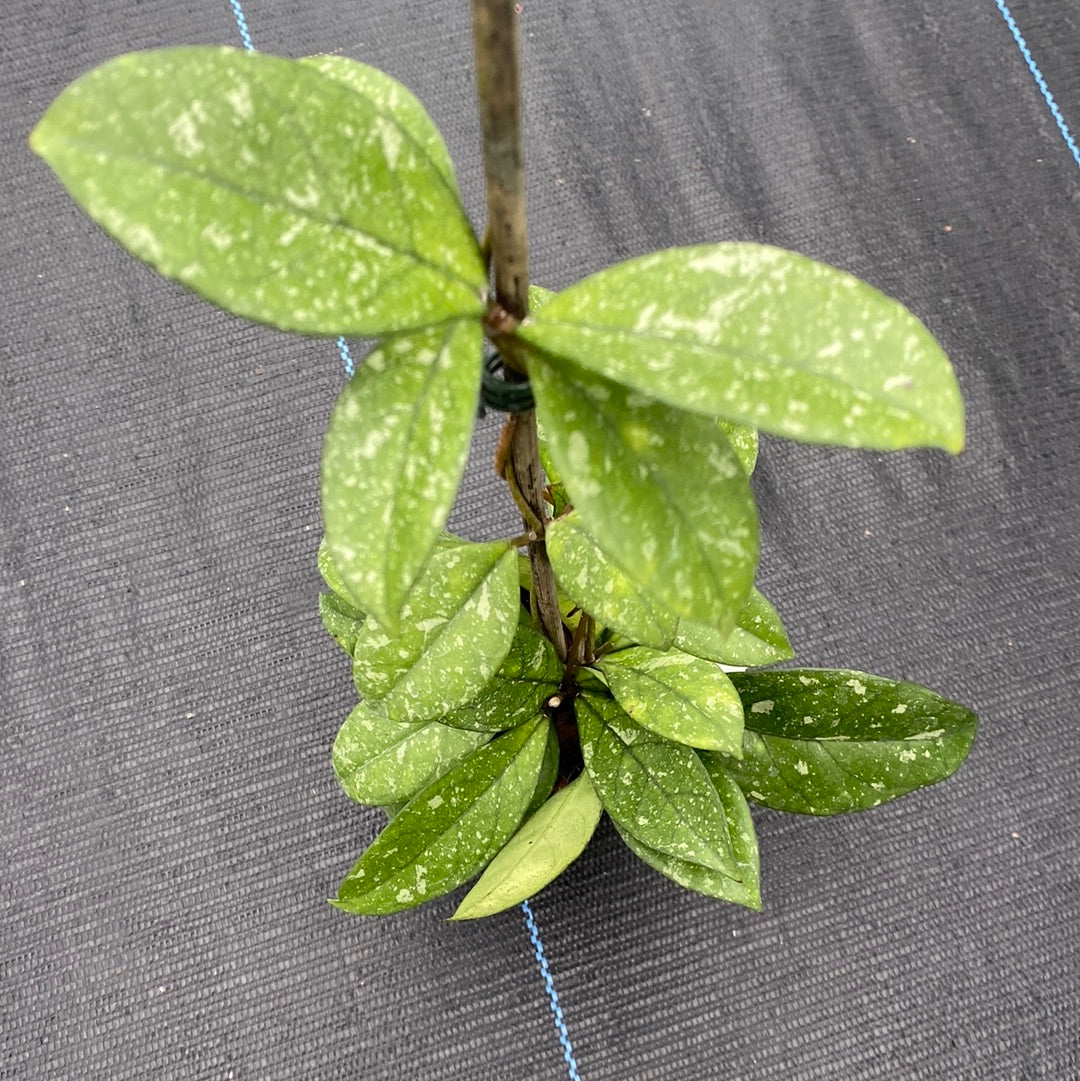 Hoya Crassipetiolata Splash