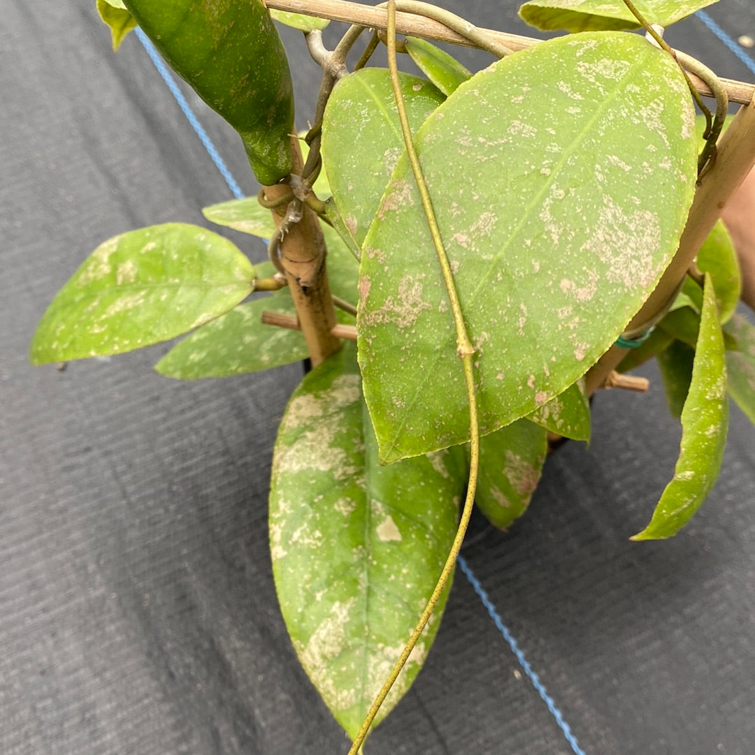 Hoya Finlaysonii Splash