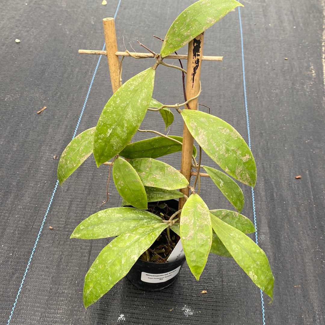 Hoya Finlaysonii Splash