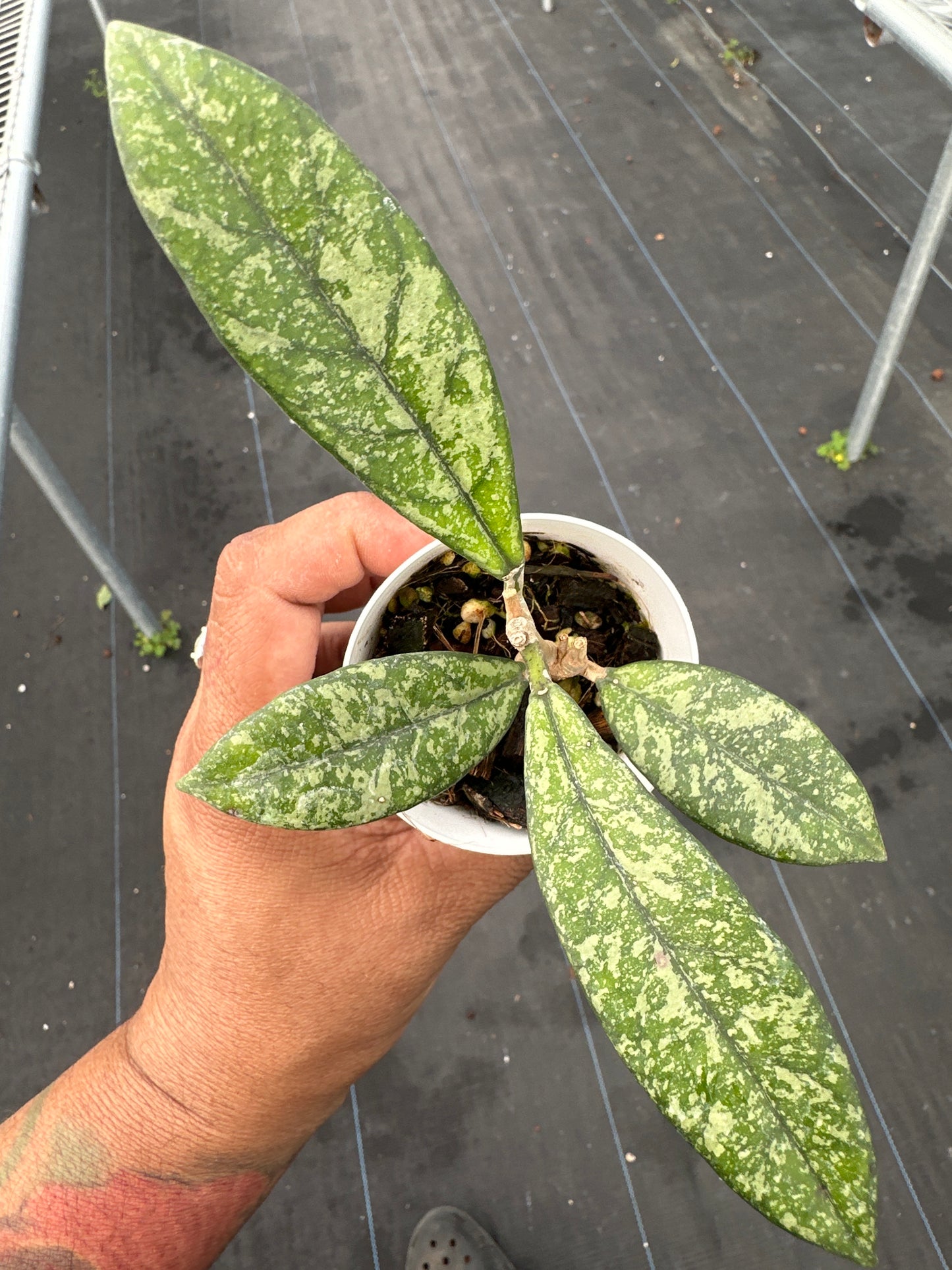 Hoya Crassipetiolata Splash