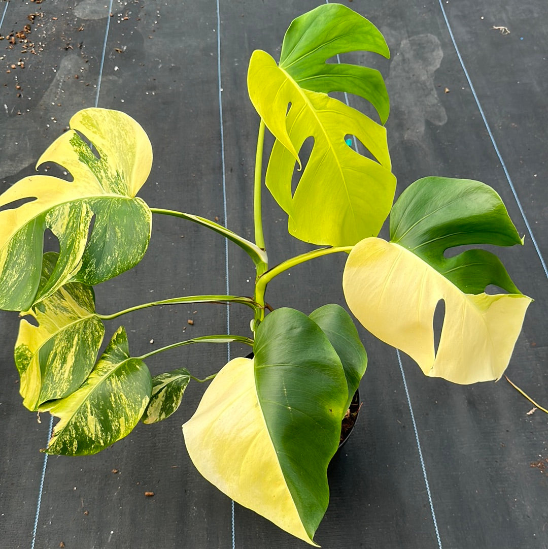 Monstera Deliciosa Aurea
