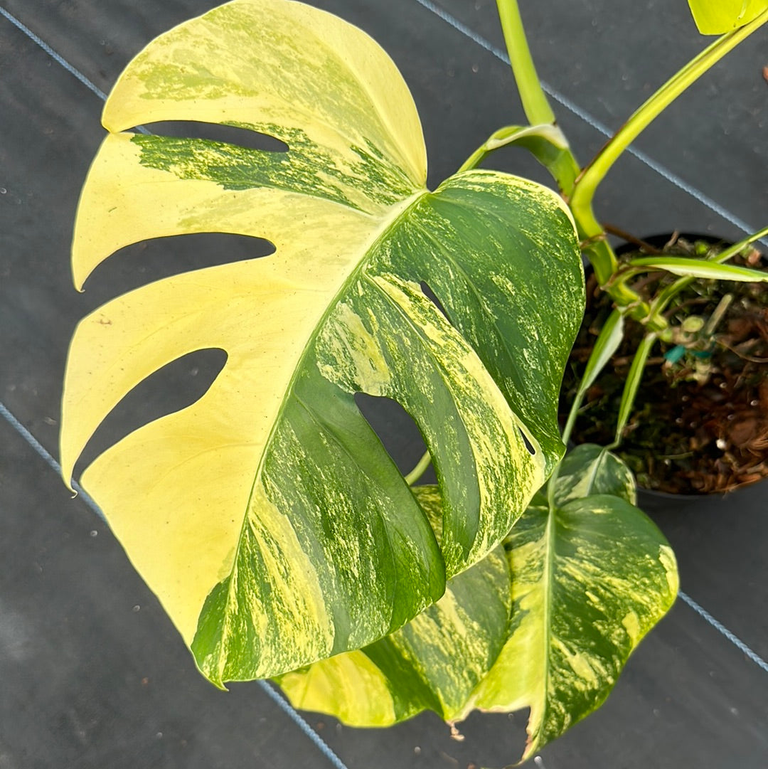 Monstera Deliciosa Aurea