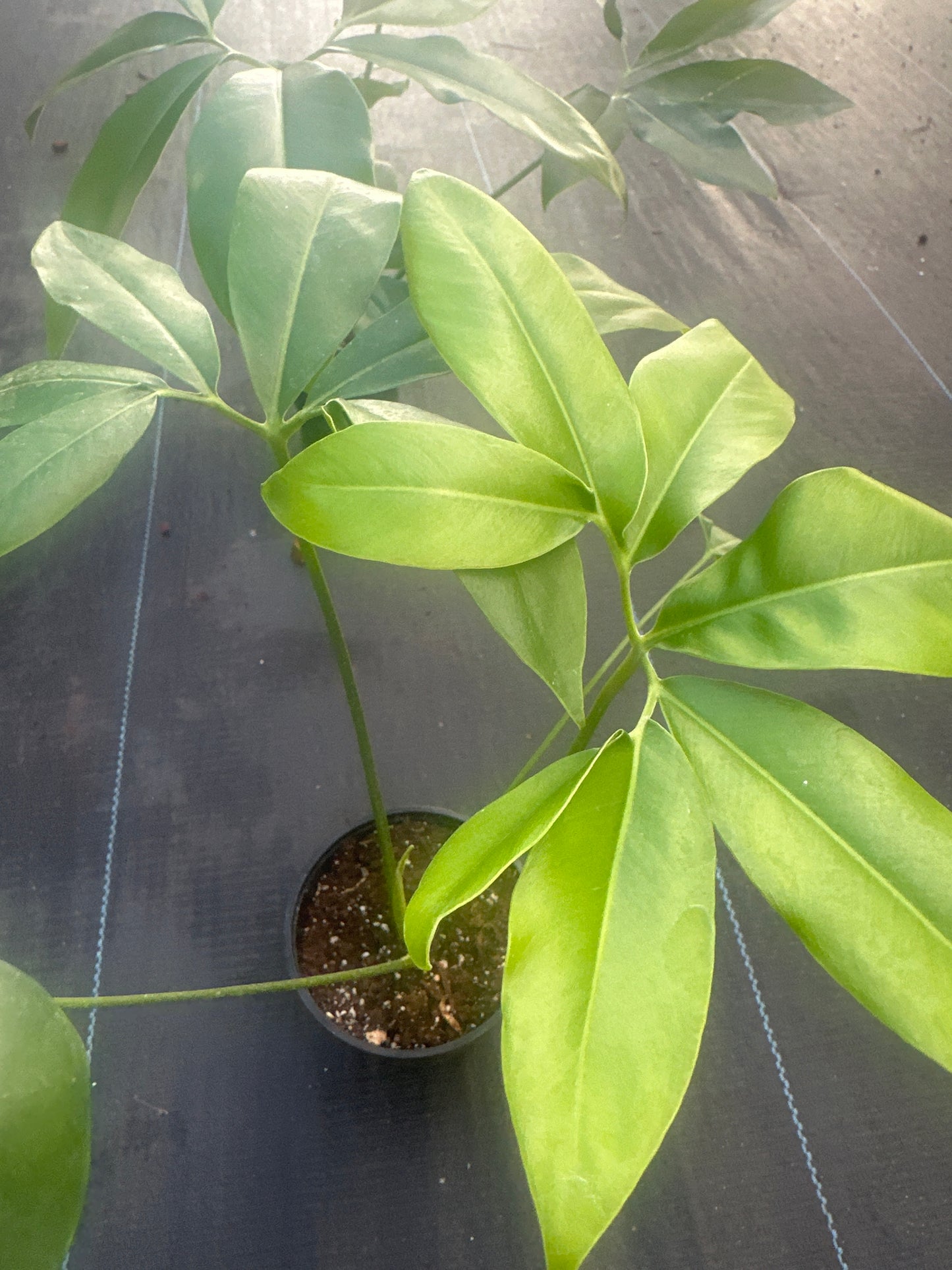Thaumatophyllum Goeldii Sm