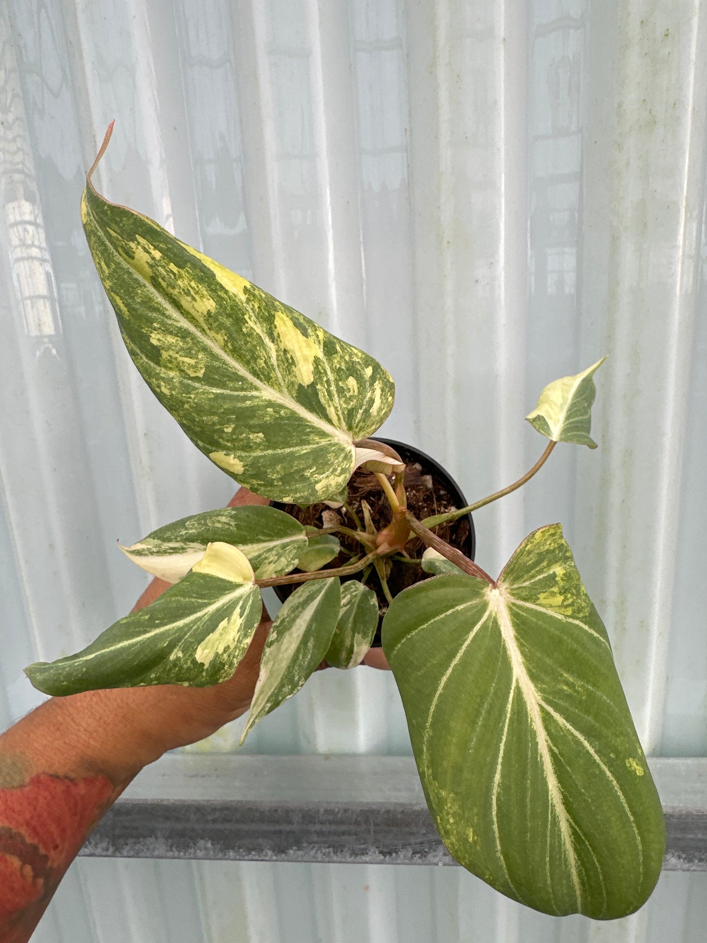 Philodendron Gloriosum Galaxy