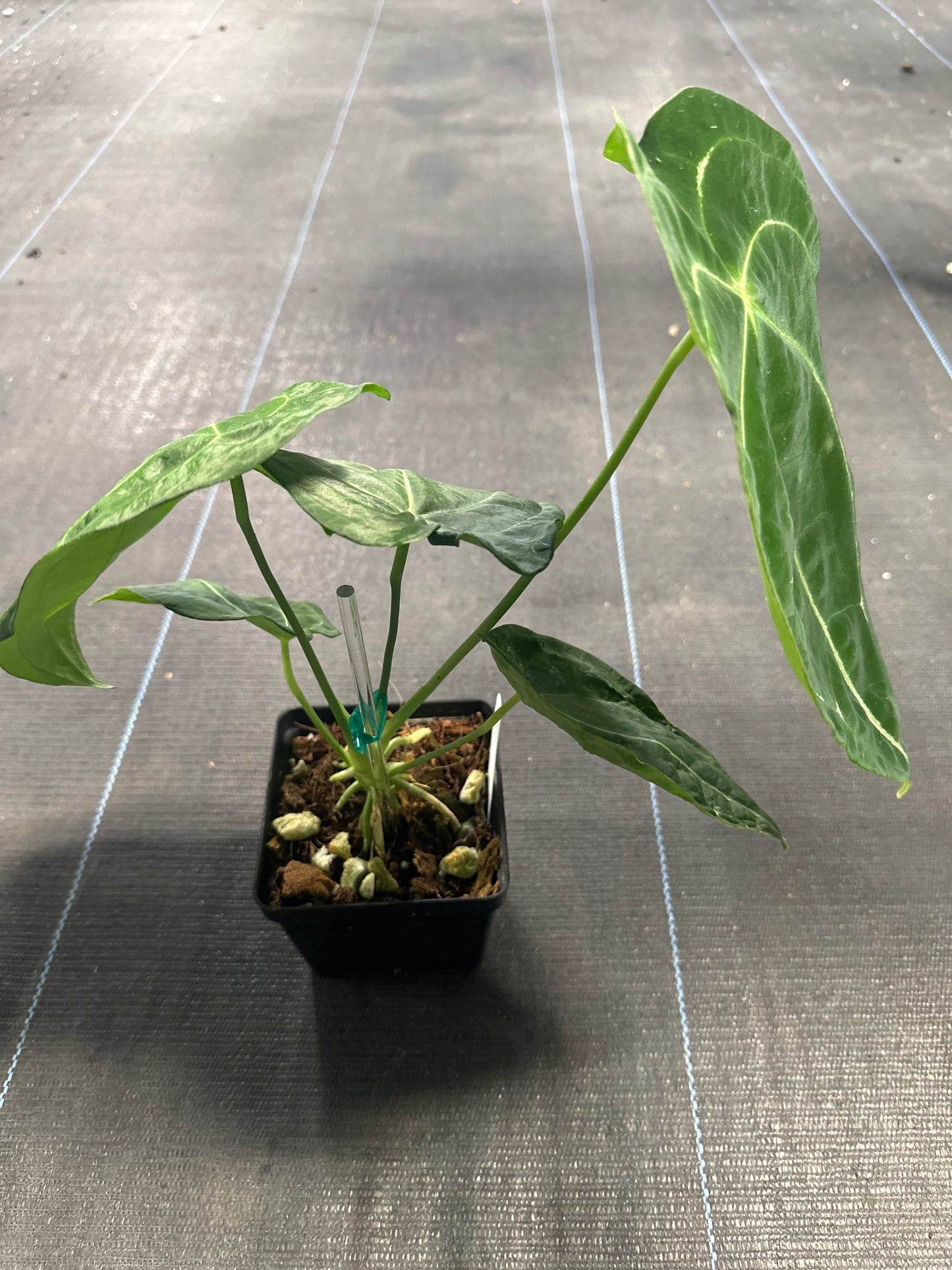 Anthurium Vittarifouluim X Forgettii