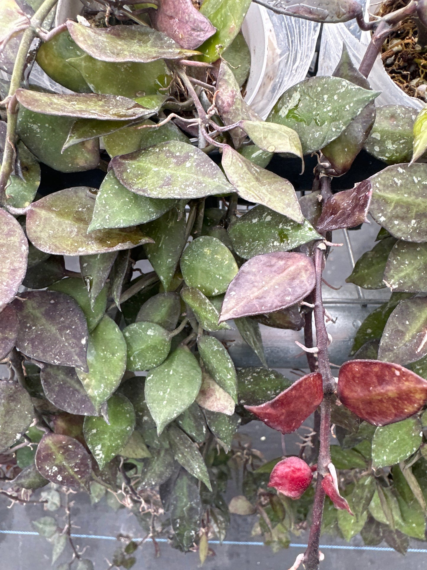 Hoya Krohniana Black