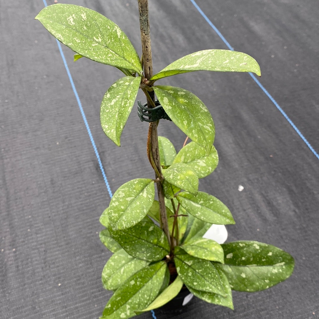 Hoya Crassipetiolata Splash