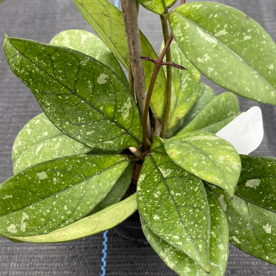 Hoya Crassipetiolata Splash