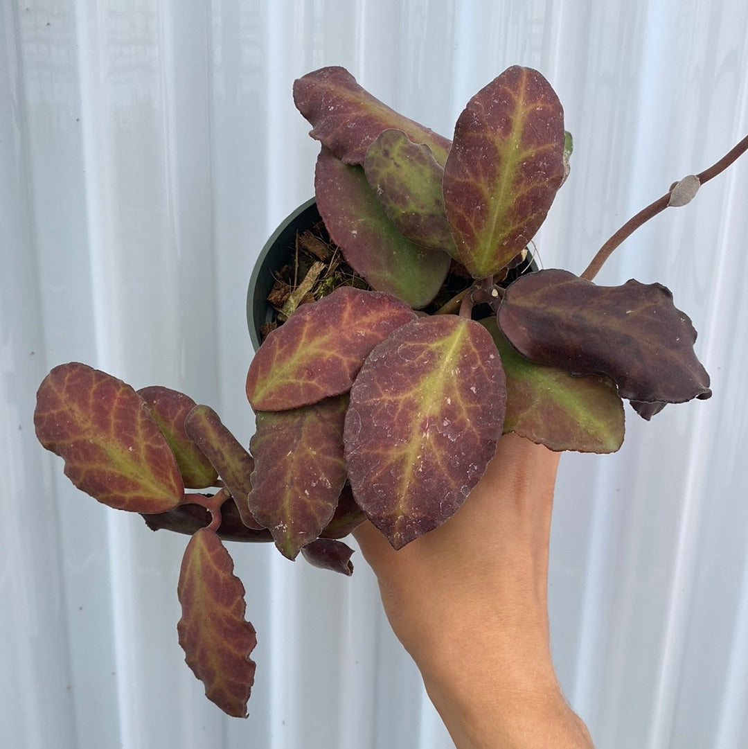 Hoya Waymaniae
