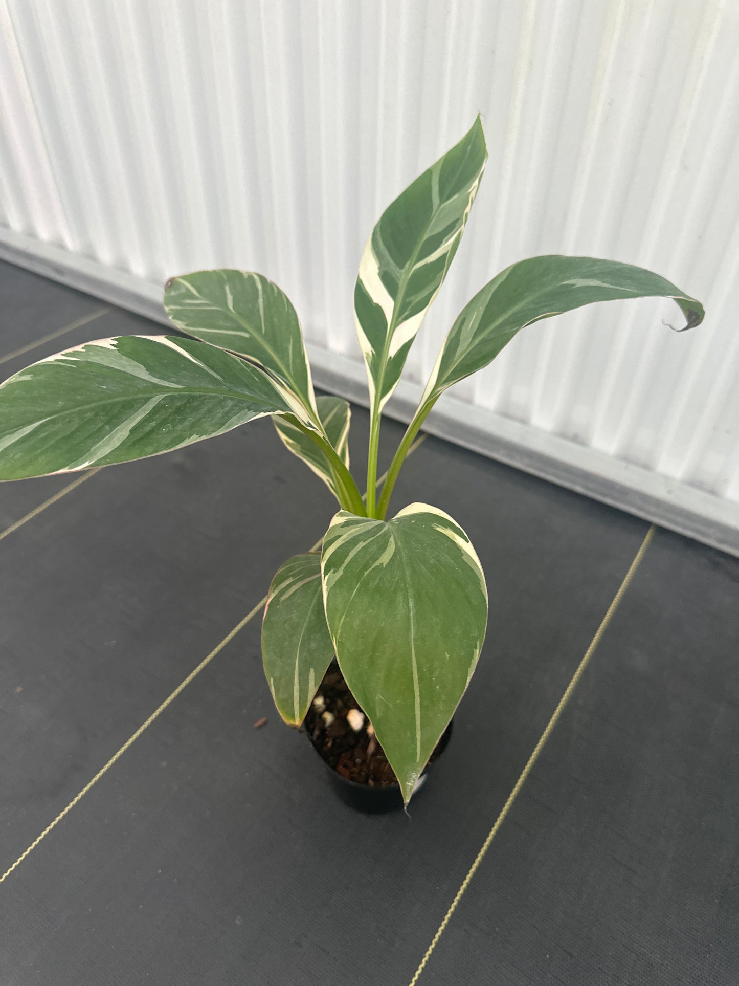 Musa Nono