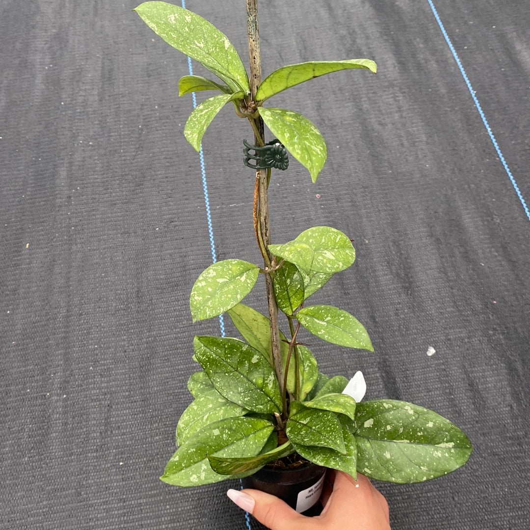 Hoya Crassipetiolata Splash