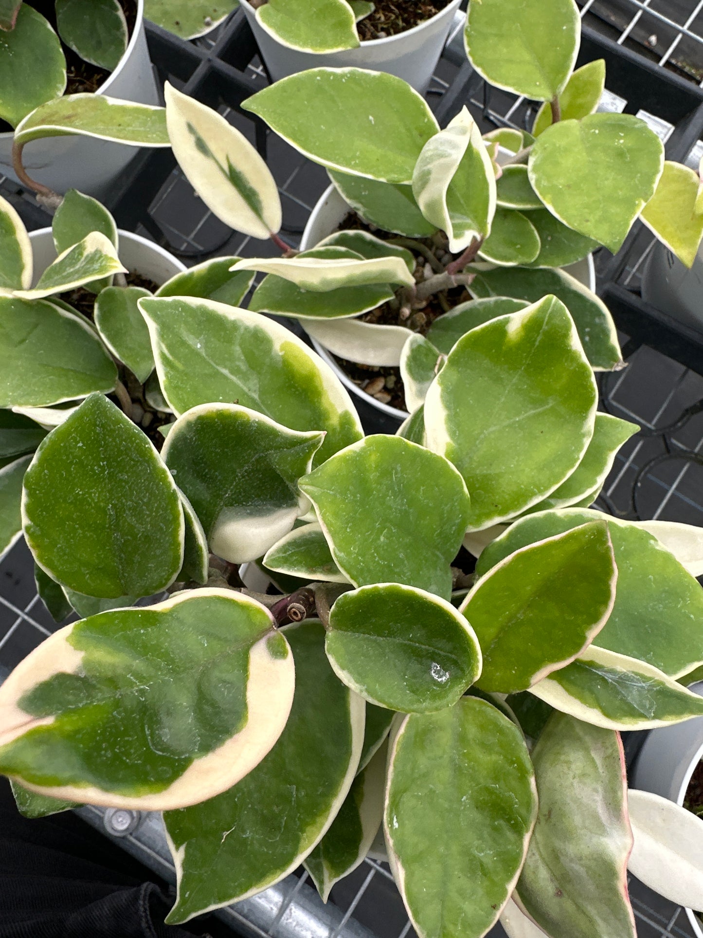 Hoya Carnosa Krimson Queen