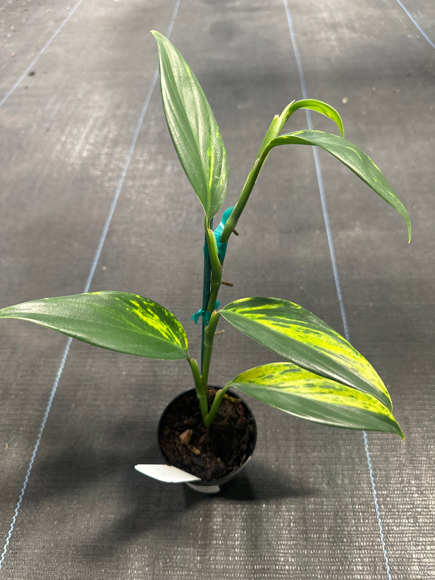 Scindapsus Coriaceus Var