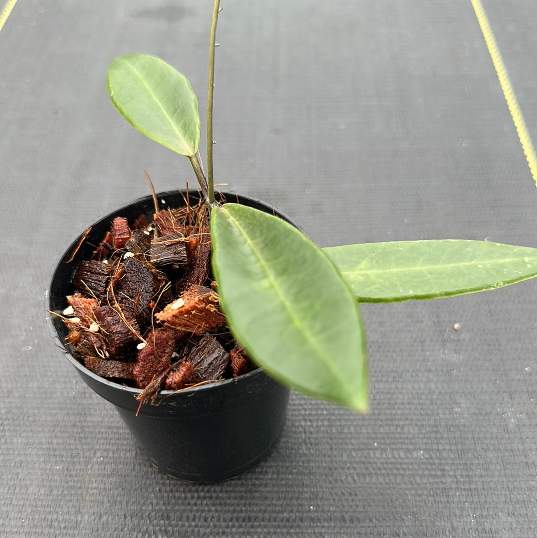 Hoya Pulchra