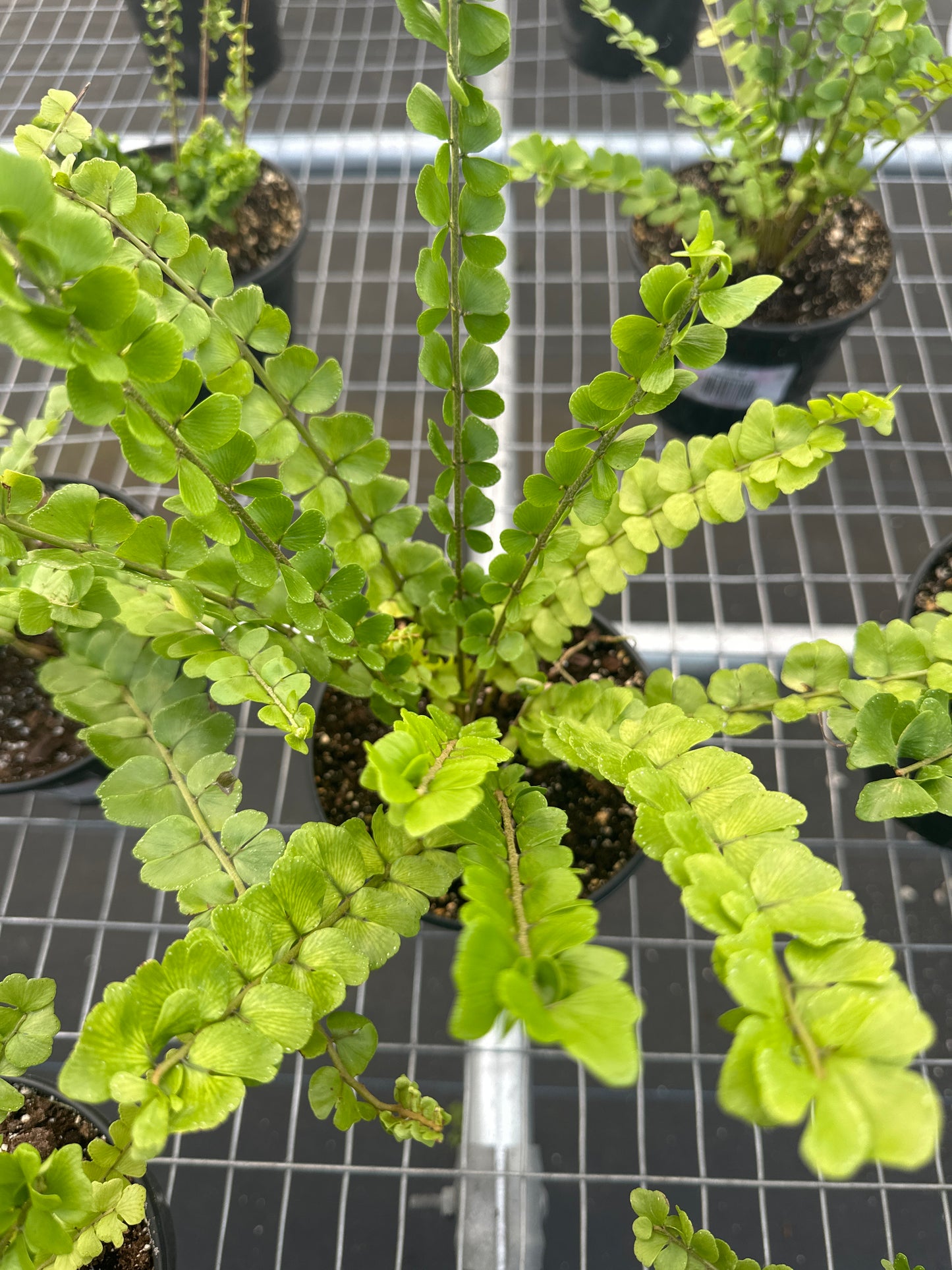 Nephrolepis sp