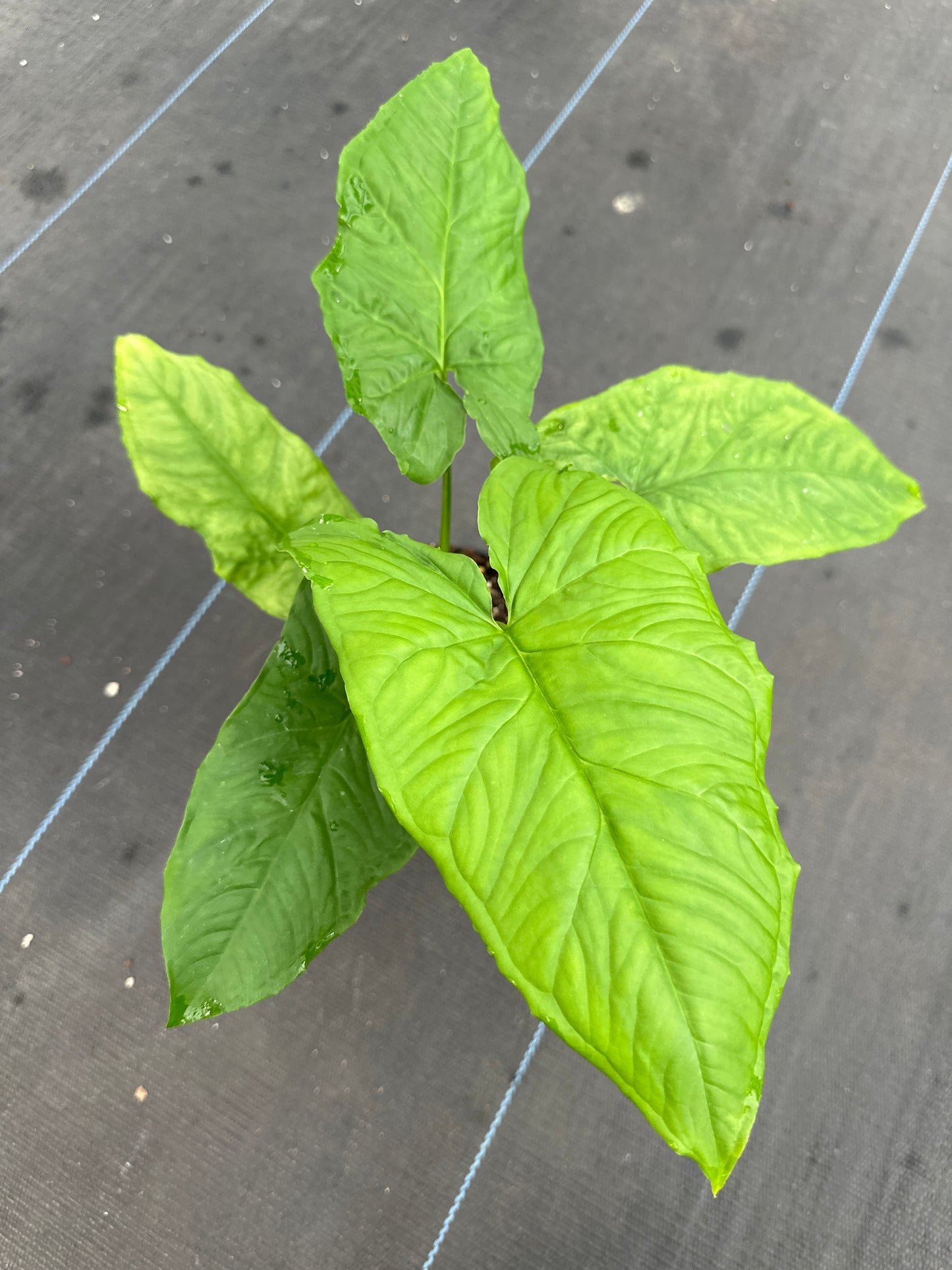 Syngonium Steyermarkii