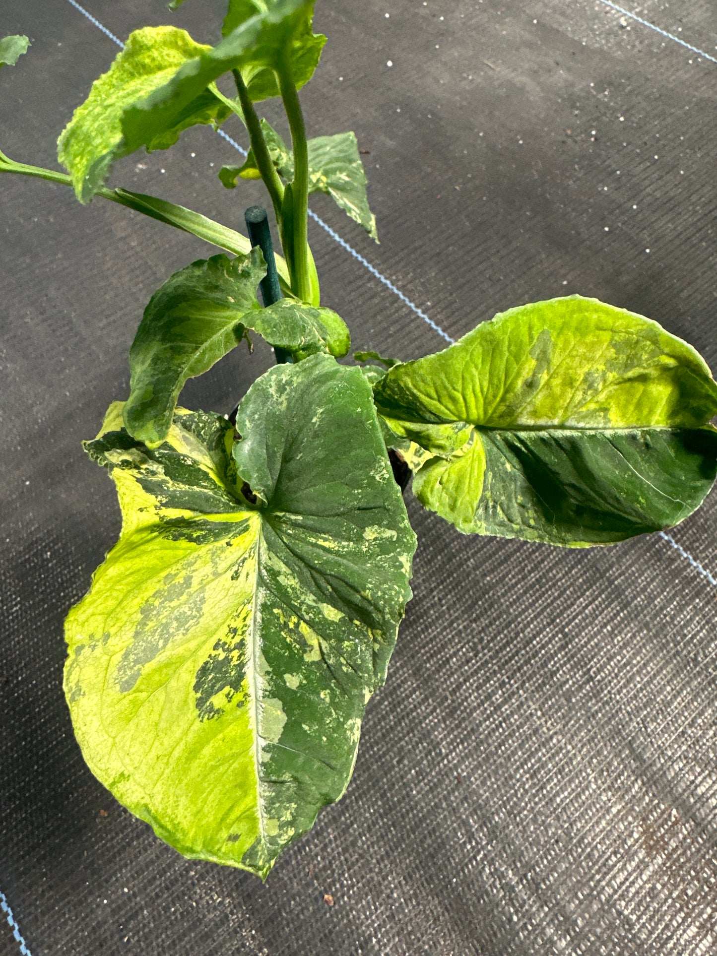 Syngonium scrambeld Egg