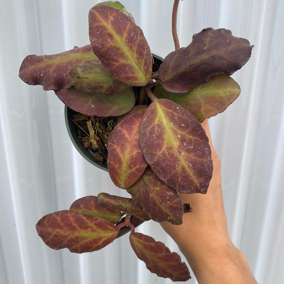 Hoya Waymaniae