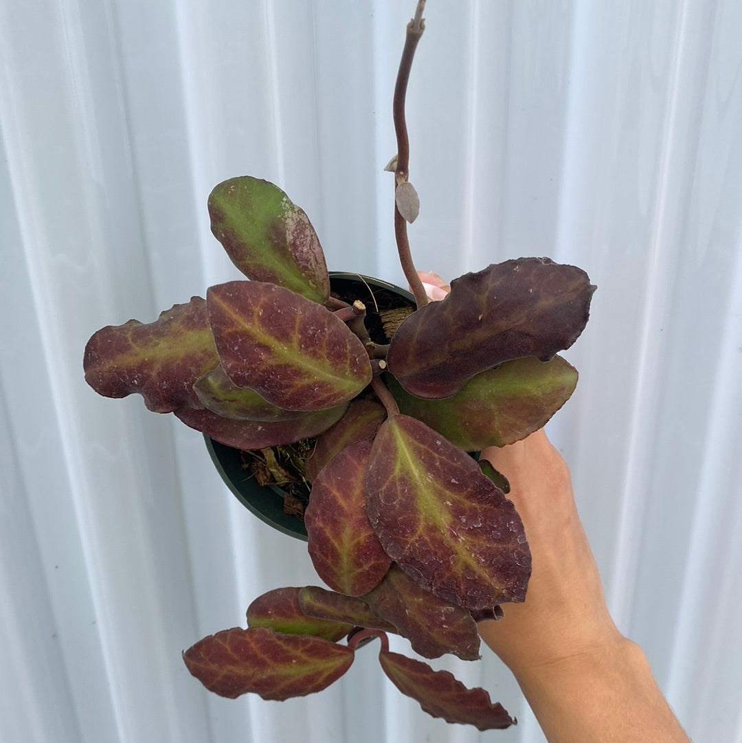Hoya Waymaniae