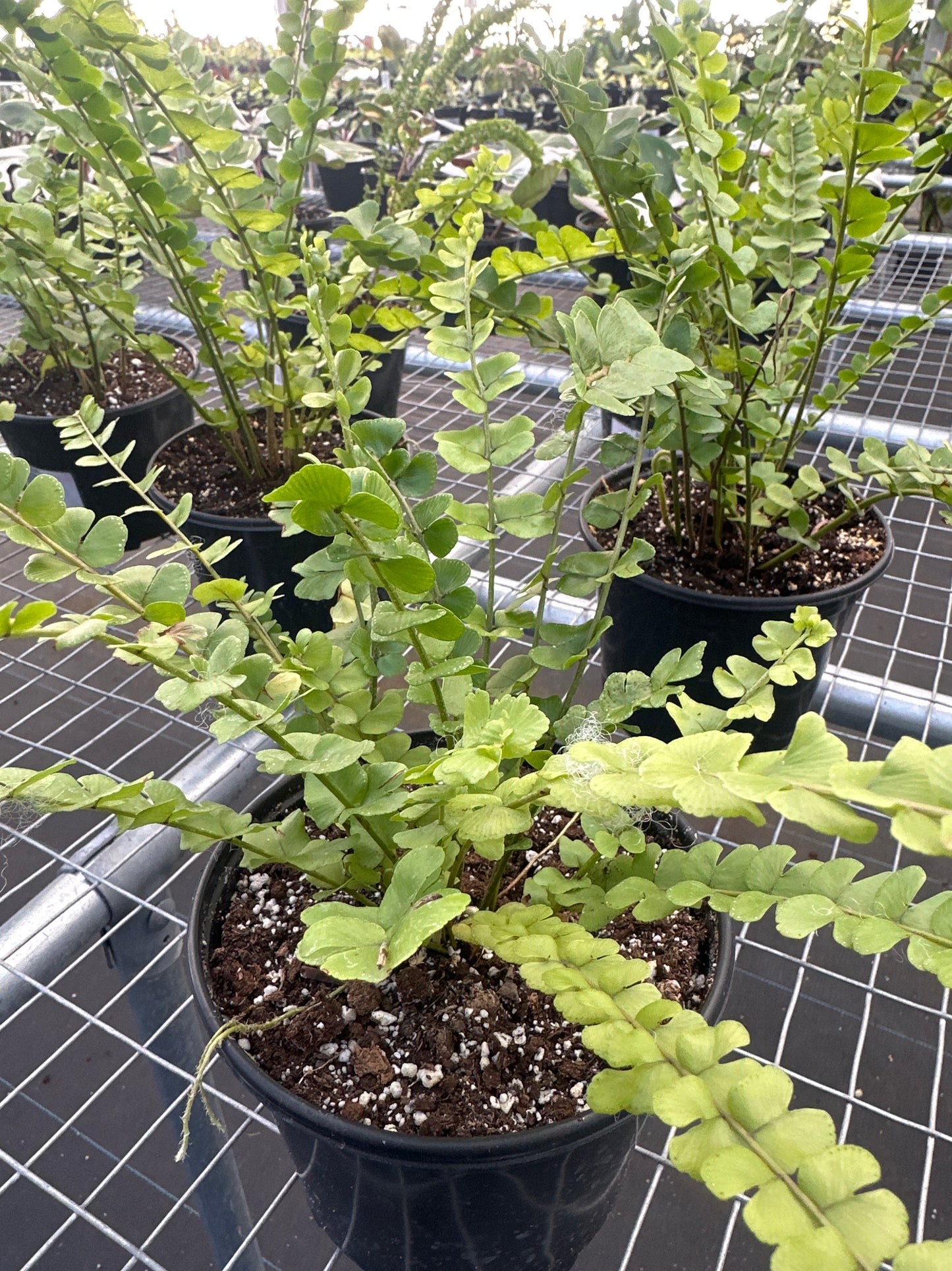 Nephrolepis sp