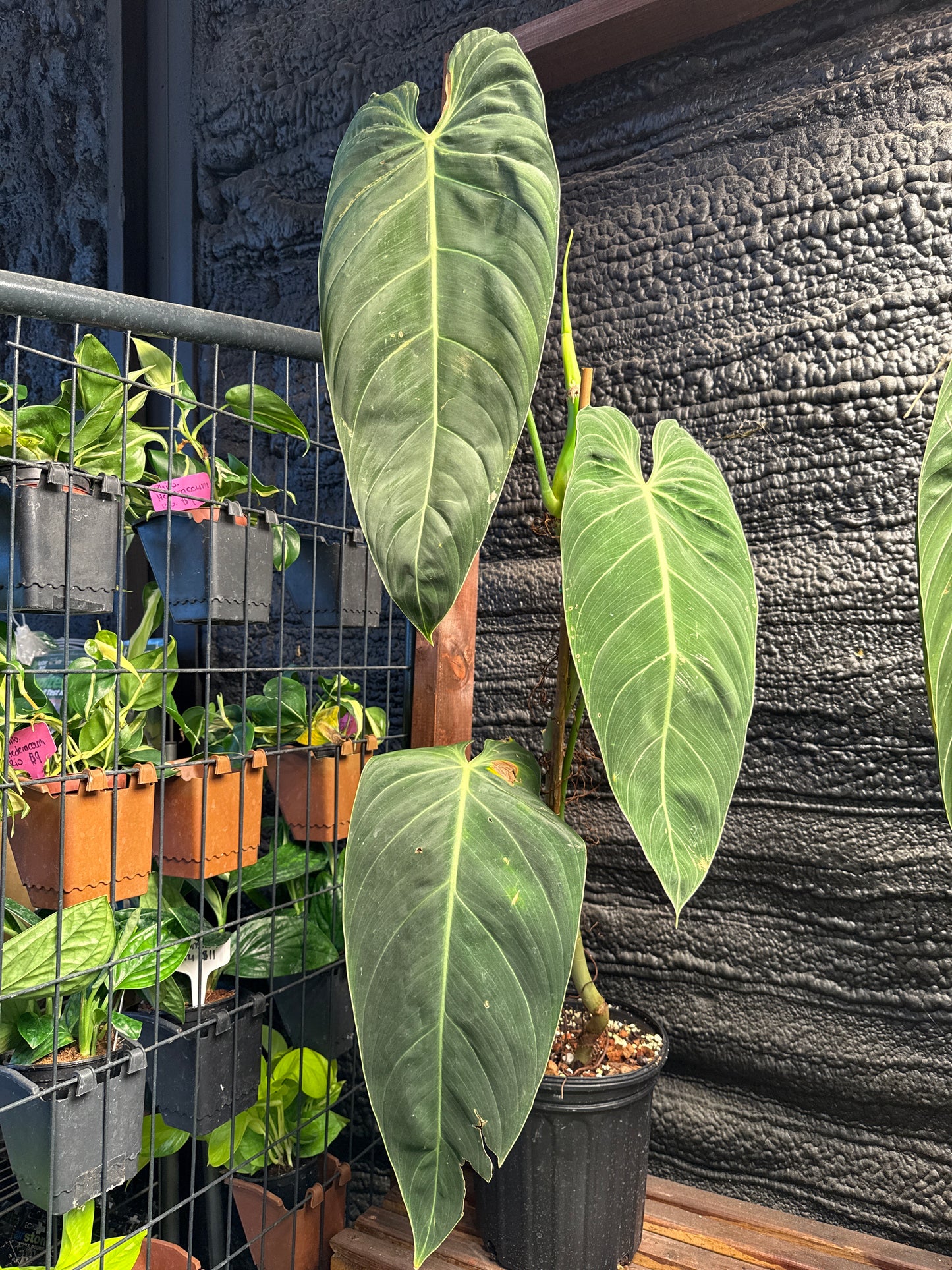 Philodendron Melanochrysum LG