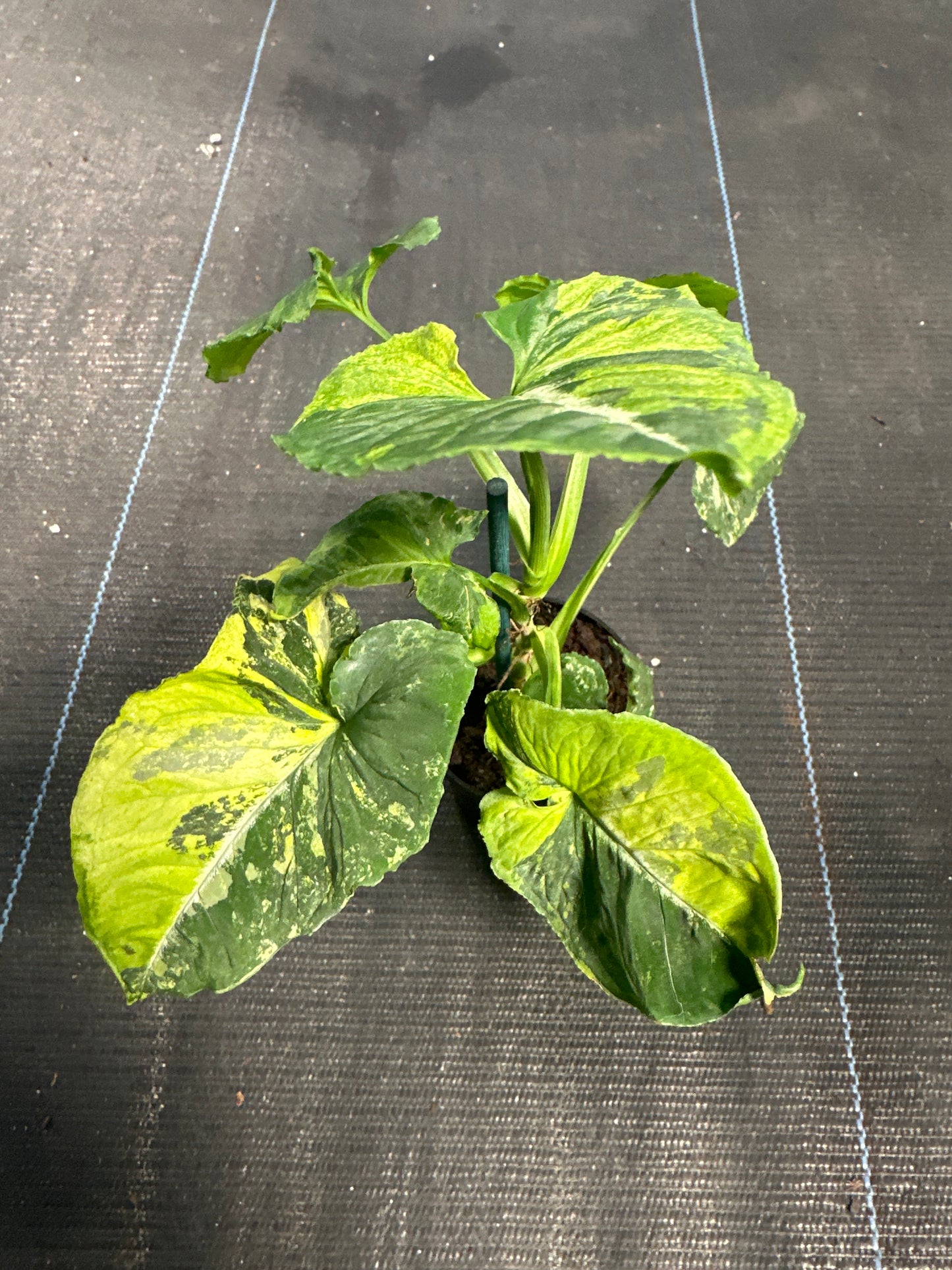 Syngonium scrambeld Egg