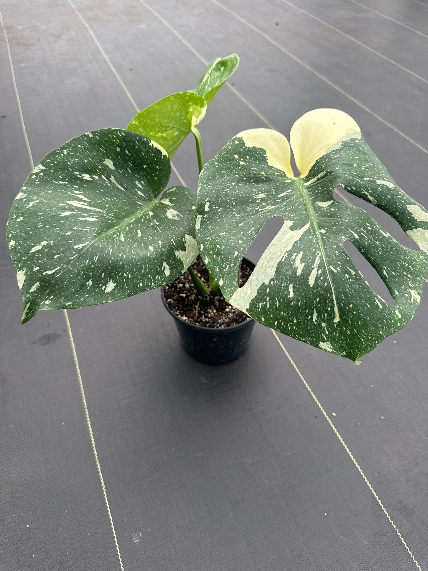 Monstera Thai constellation
