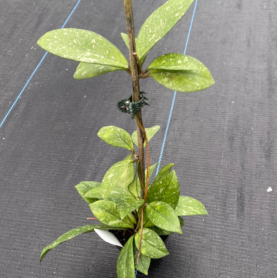 Hoya Crassipetiolata Splash
