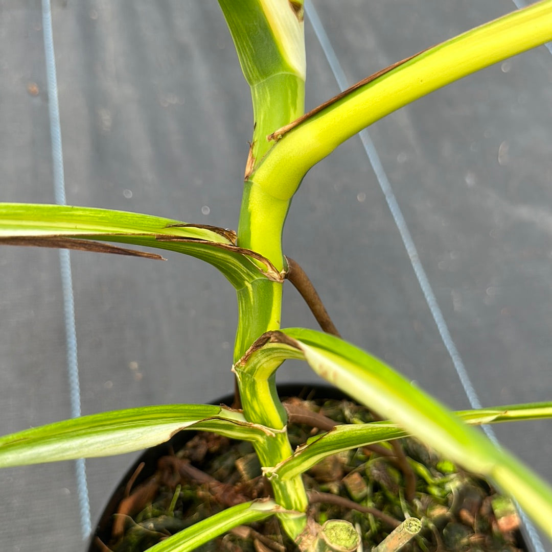 Monstera Deliciosa Aurea