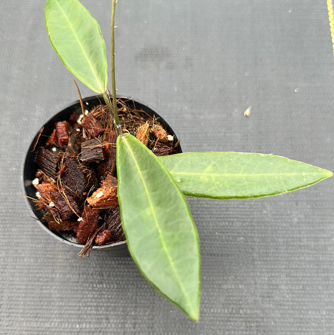 Hoya Pulchra