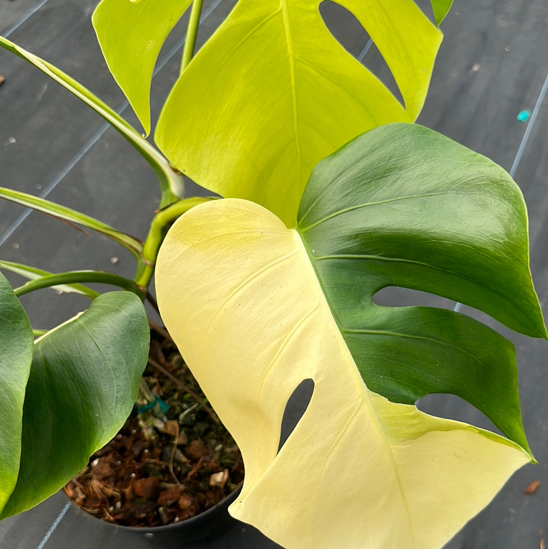 Monstera Deliciosa Aurea