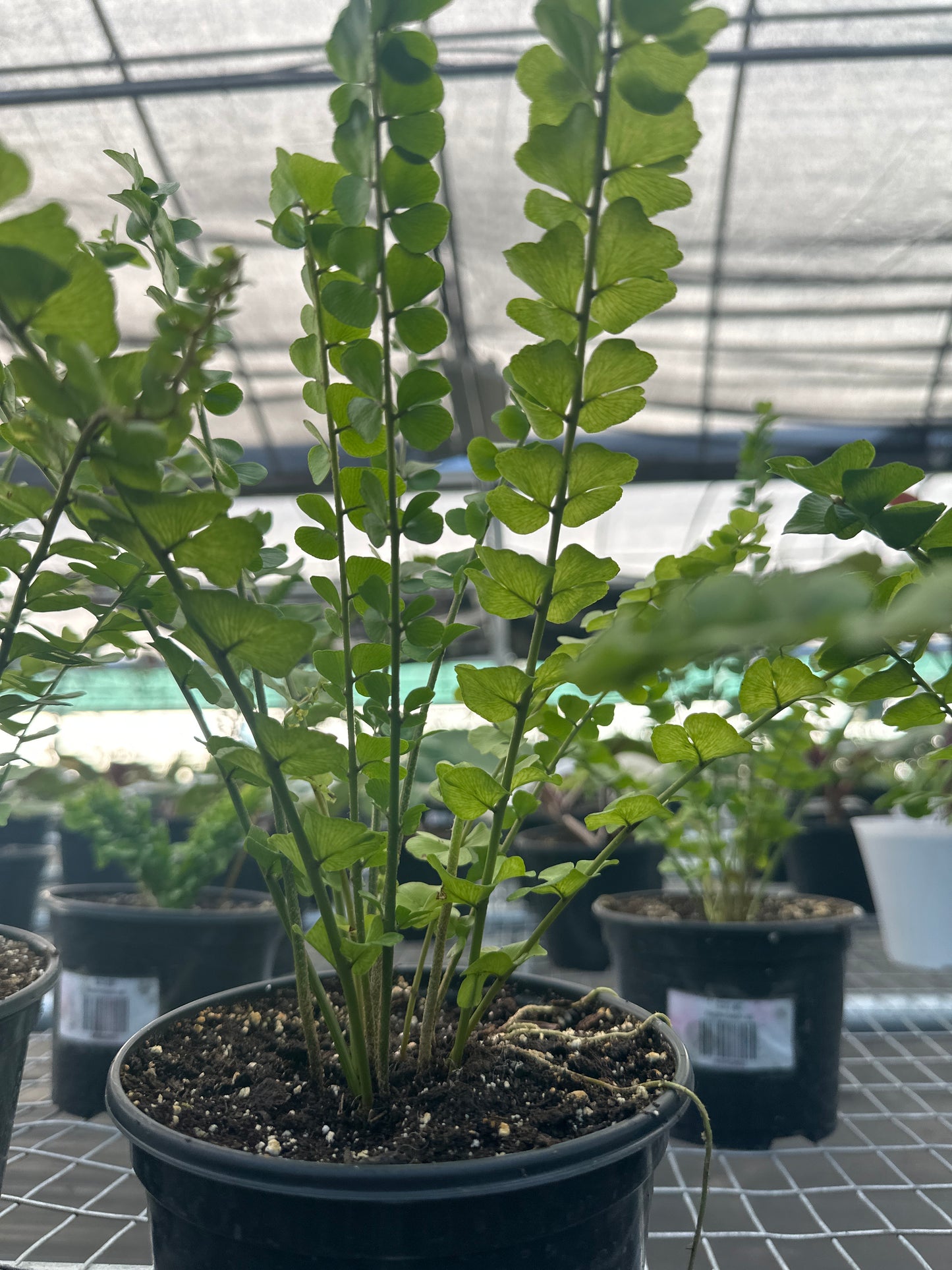 Nephrolepis sp