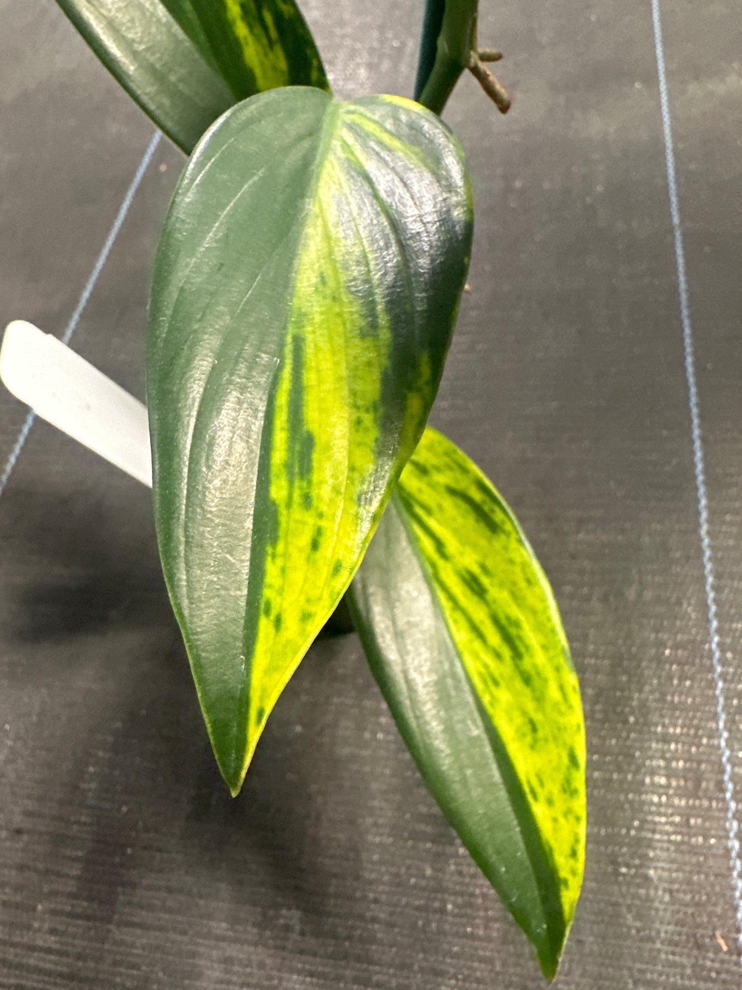 Scindapsus Coriaceus Var