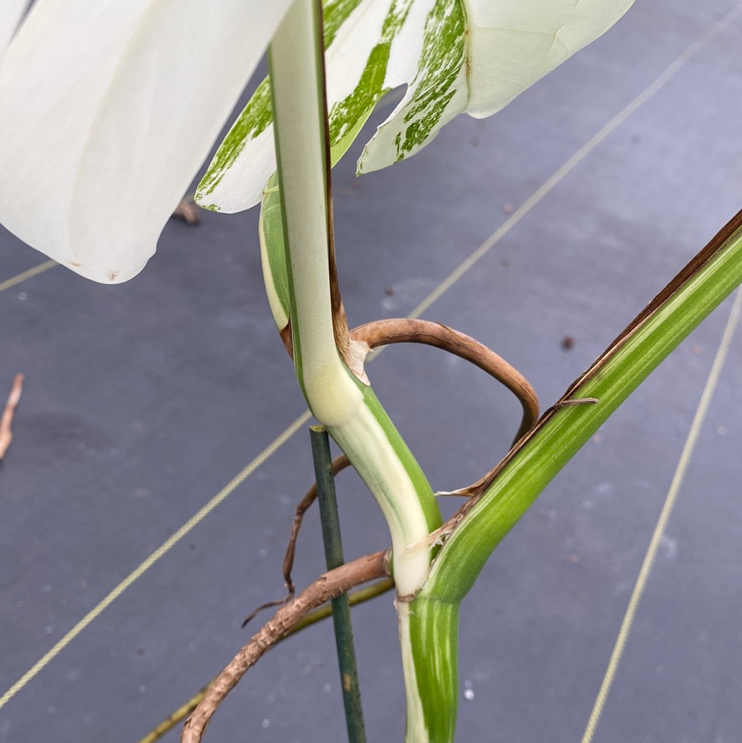 Monstera Albo