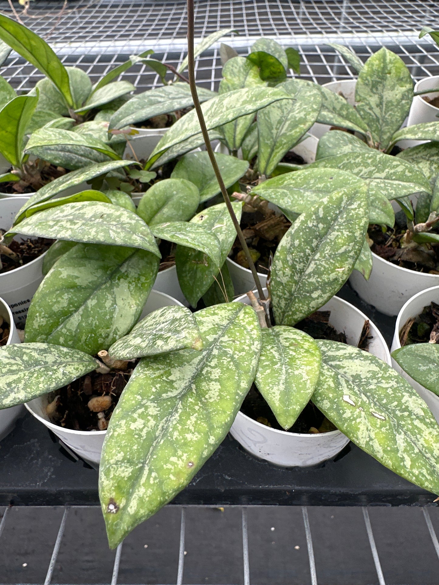 Hoya Crassipetiolata Splash