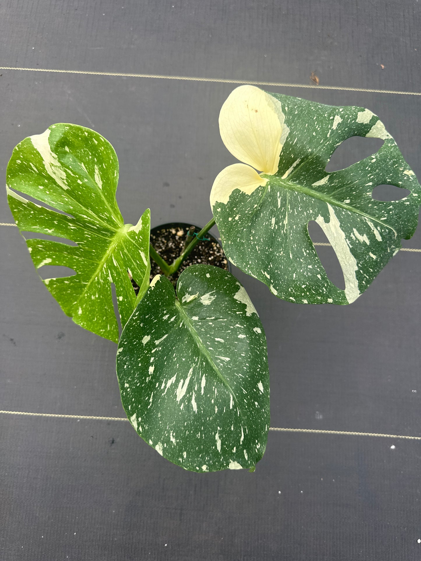 Monstera Thai constellation